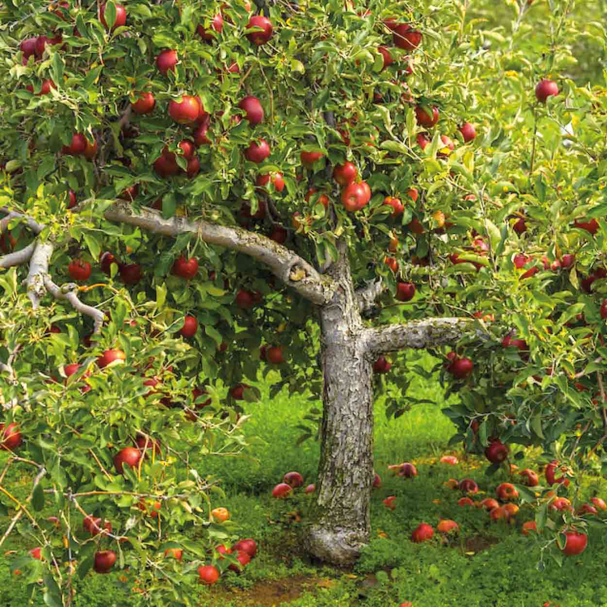 in ausdrücklich Garpa-Blog Deutschland: Obstbaumalleen Mundraub Alte und Obstsorten - erlaubt!