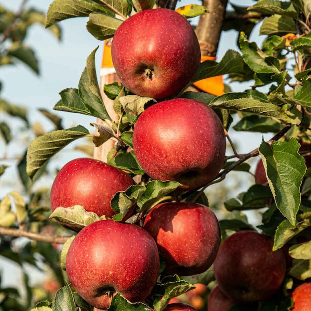 Alte Obstsorten und Obstbaumalleen in - Deutschland: Garpa-Blog erlaubt! ausdrücklich Mundraub