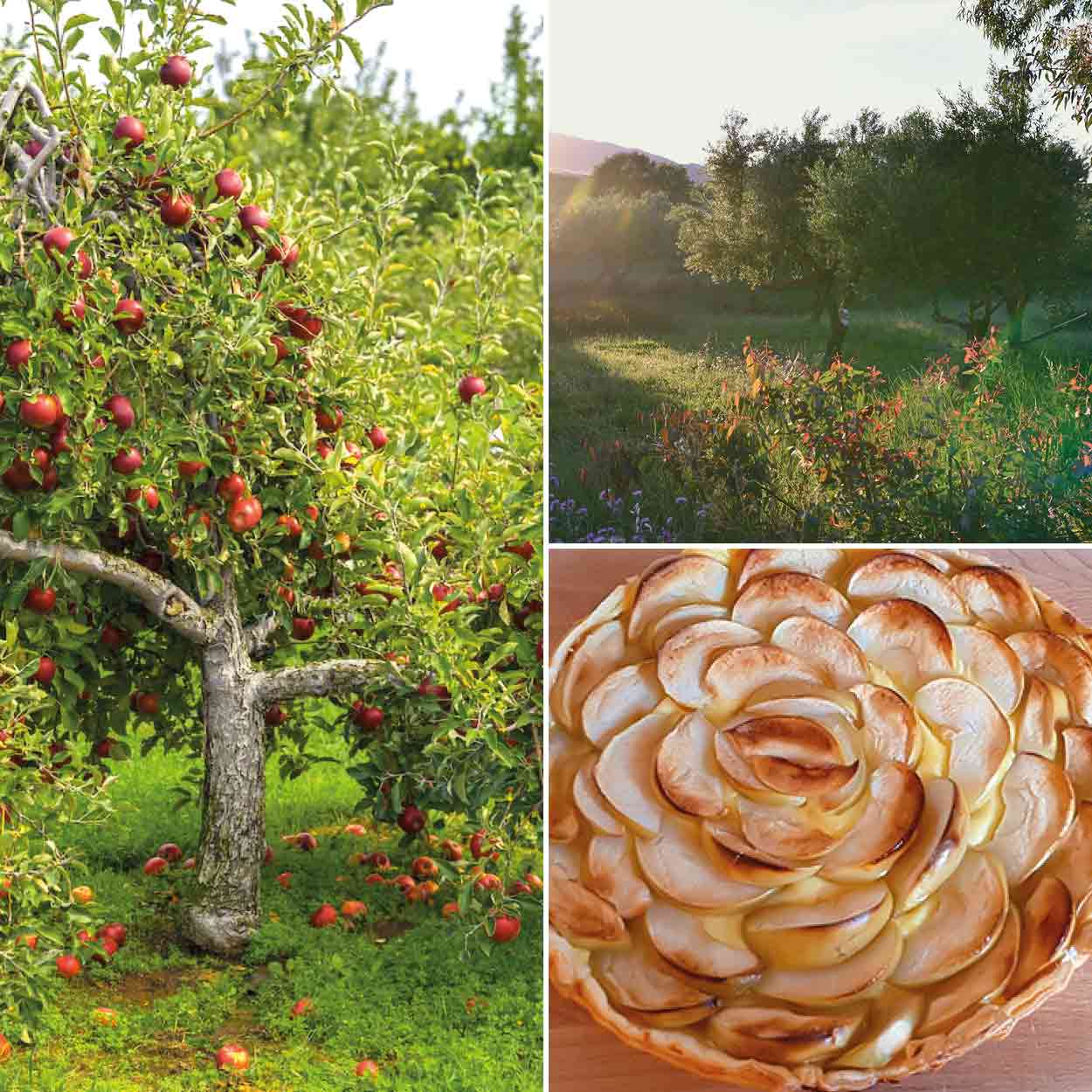 Alte Obstsorten und Obstbaumalleen in Mundraub Deutschland: ausdrücklich - erlaubt! Garpa-Blog